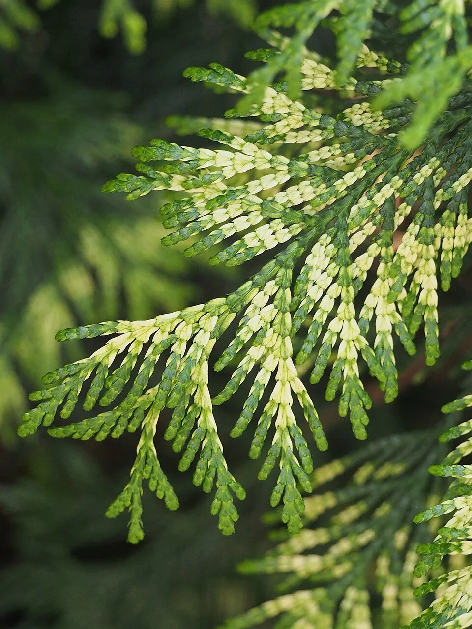Sárgás hajtásvégű, kúp alakú, oszlopos óriás tuja / Thuja plicata '4ever' ® ('Goldy')