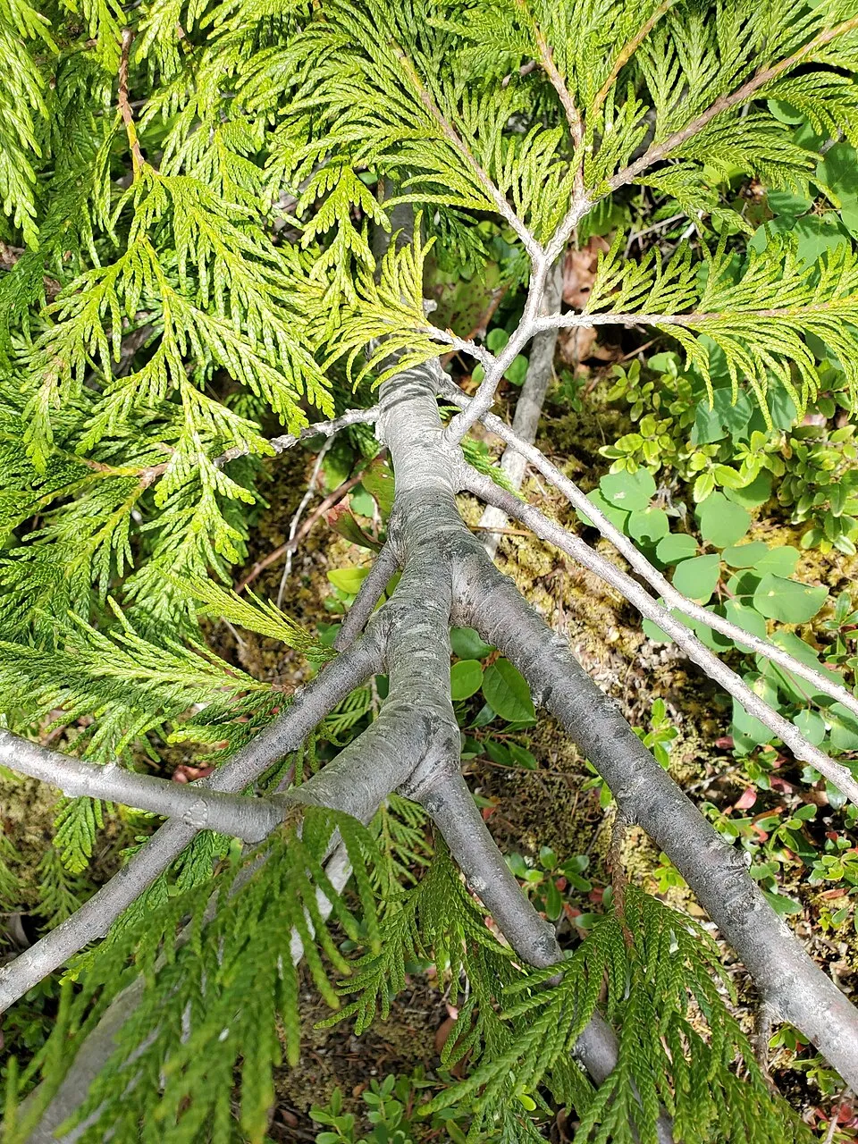 Sárgás hajtásvégű, kúp alakú, oszlopos óriás tuja / Thuja plicata '4ever' ® ('Goldy')