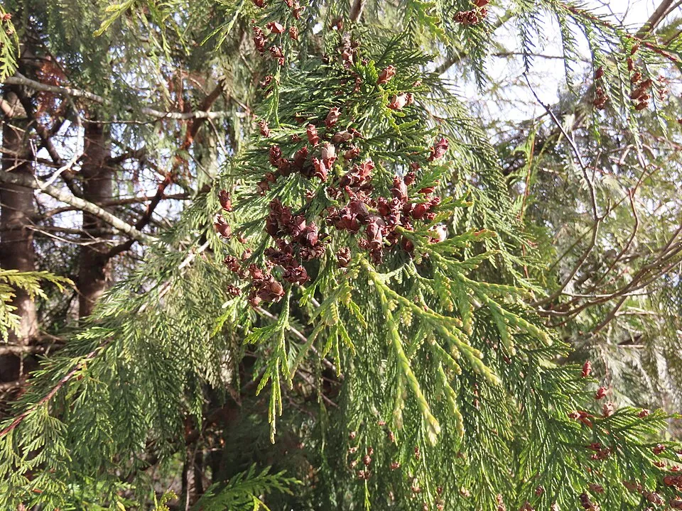 Sárgás hajtásvégű, kúp alakú, oszlopos óriás tuja / Thuja plicata '4ever' ® ('Goldy')