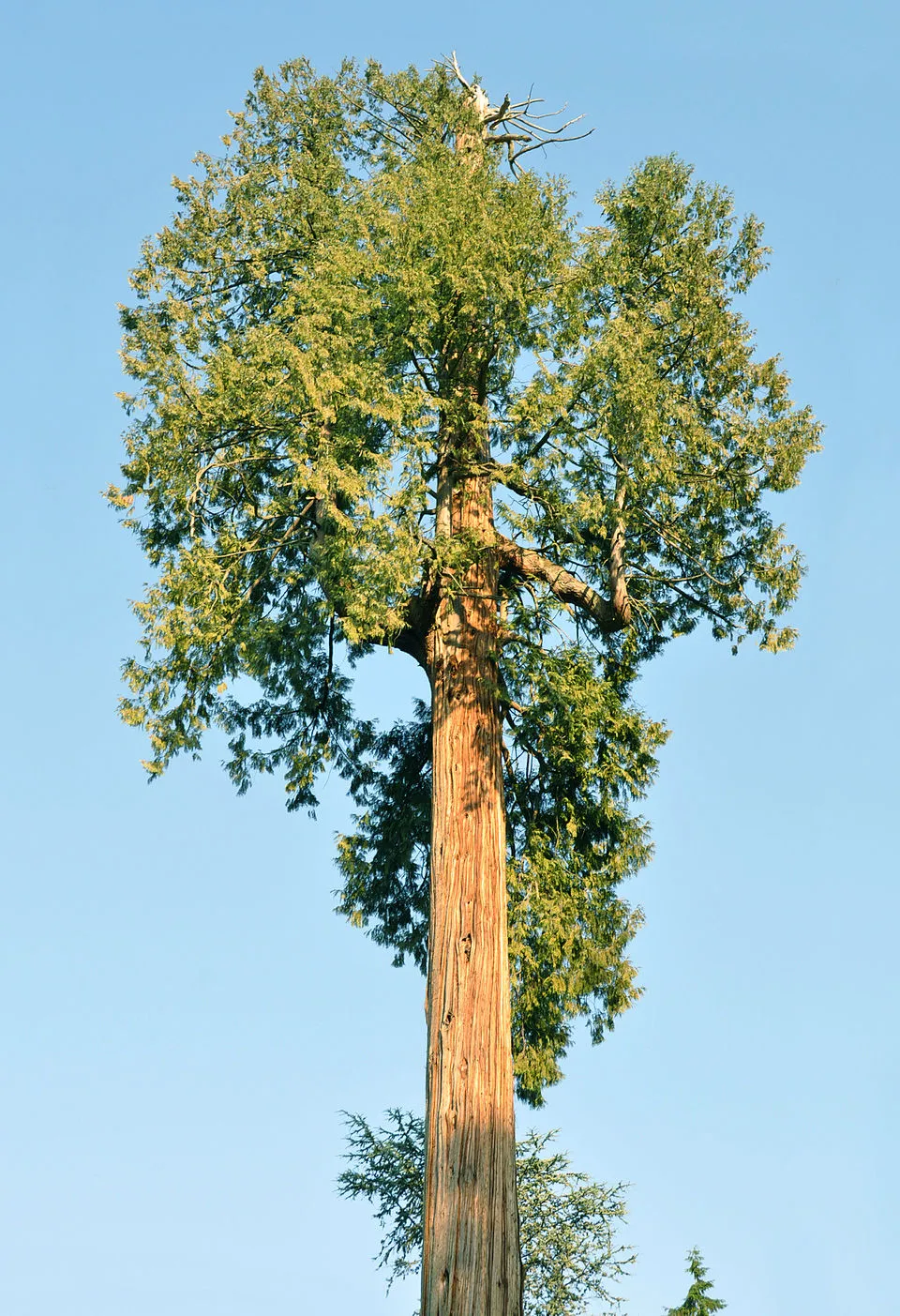Sárgás hajtásvégű, kúp alakú, oszlopos óriás tuja / Thuja plicata '4ever' ® ('Goldy')