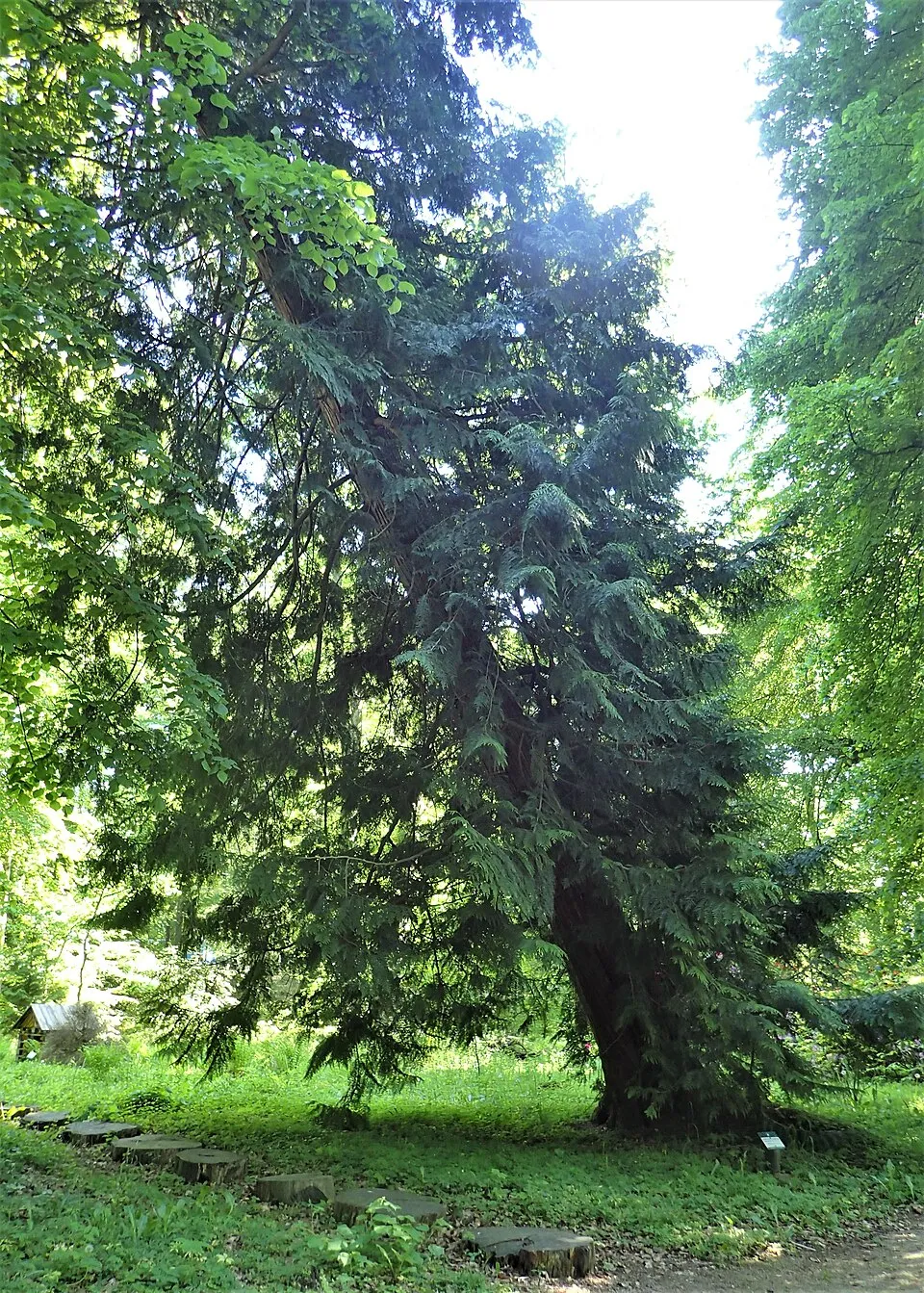 Sárgás hajtásvégű, kúp alakú, oszlopos óriás tuja / Thuja plicata '4ever' ® ('Goldy')