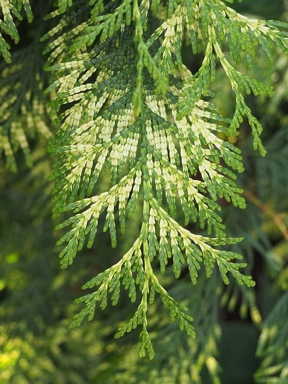 Sárgás hajtásvégű, kúp alakú, oszlopos óriás tuja / Thuja plicata '4ever' ® ('Goldy')