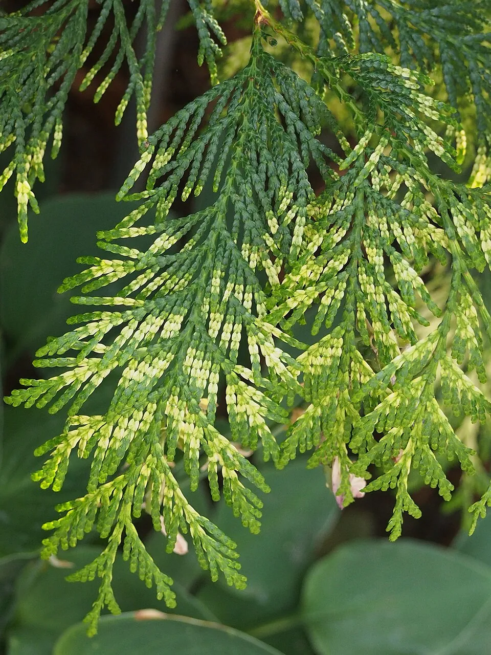 Sárgás hajtásvégű, kúp alakú, oszlopos óriás tuja / Thuja plicata '4ever' ® ('Goldy')