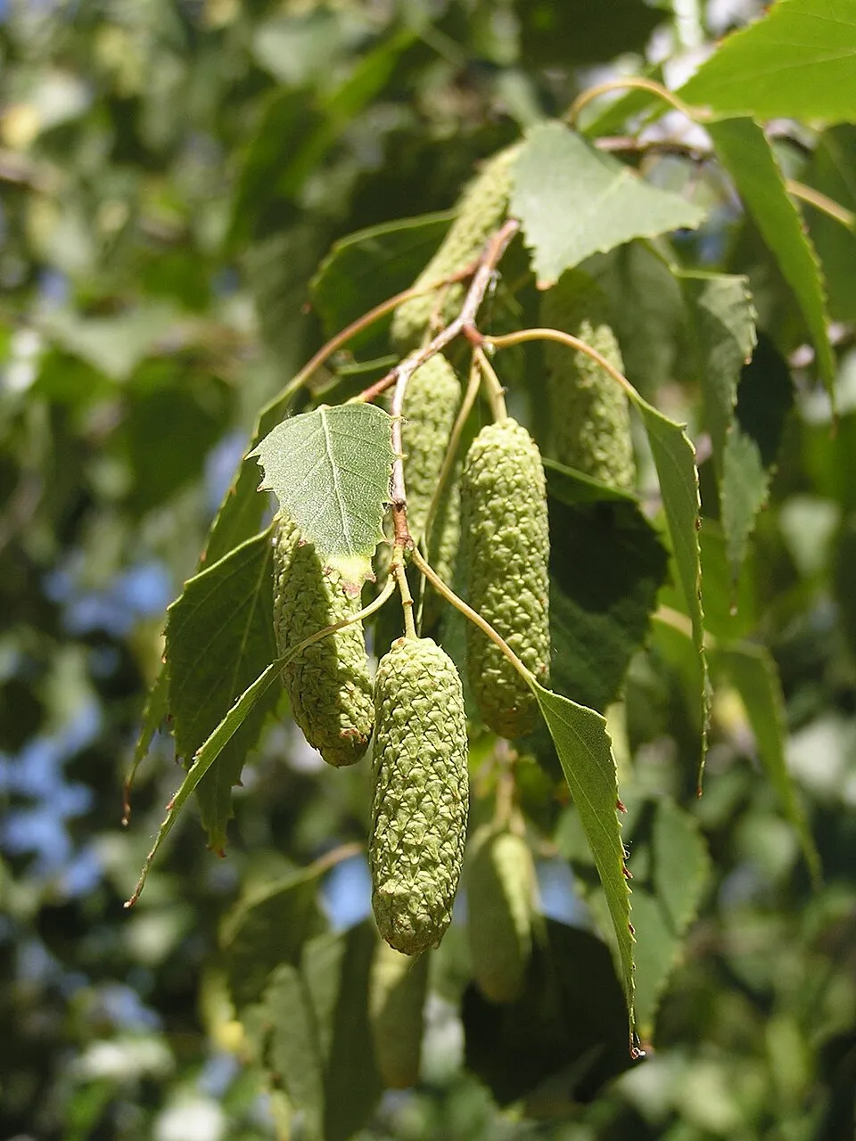 Közönséges nyír / Betula pendula