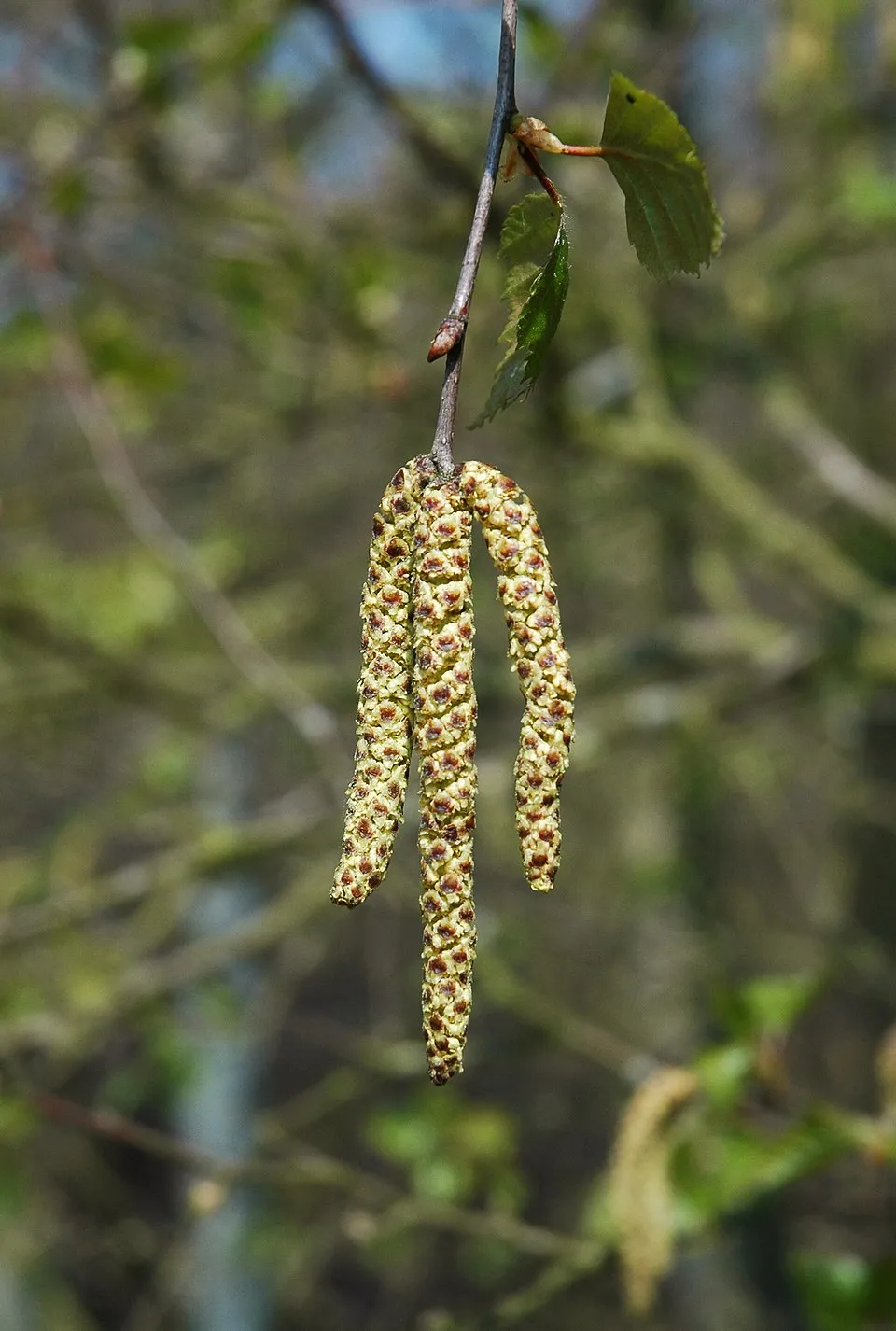 Közönséges nyír / Betula pendula
