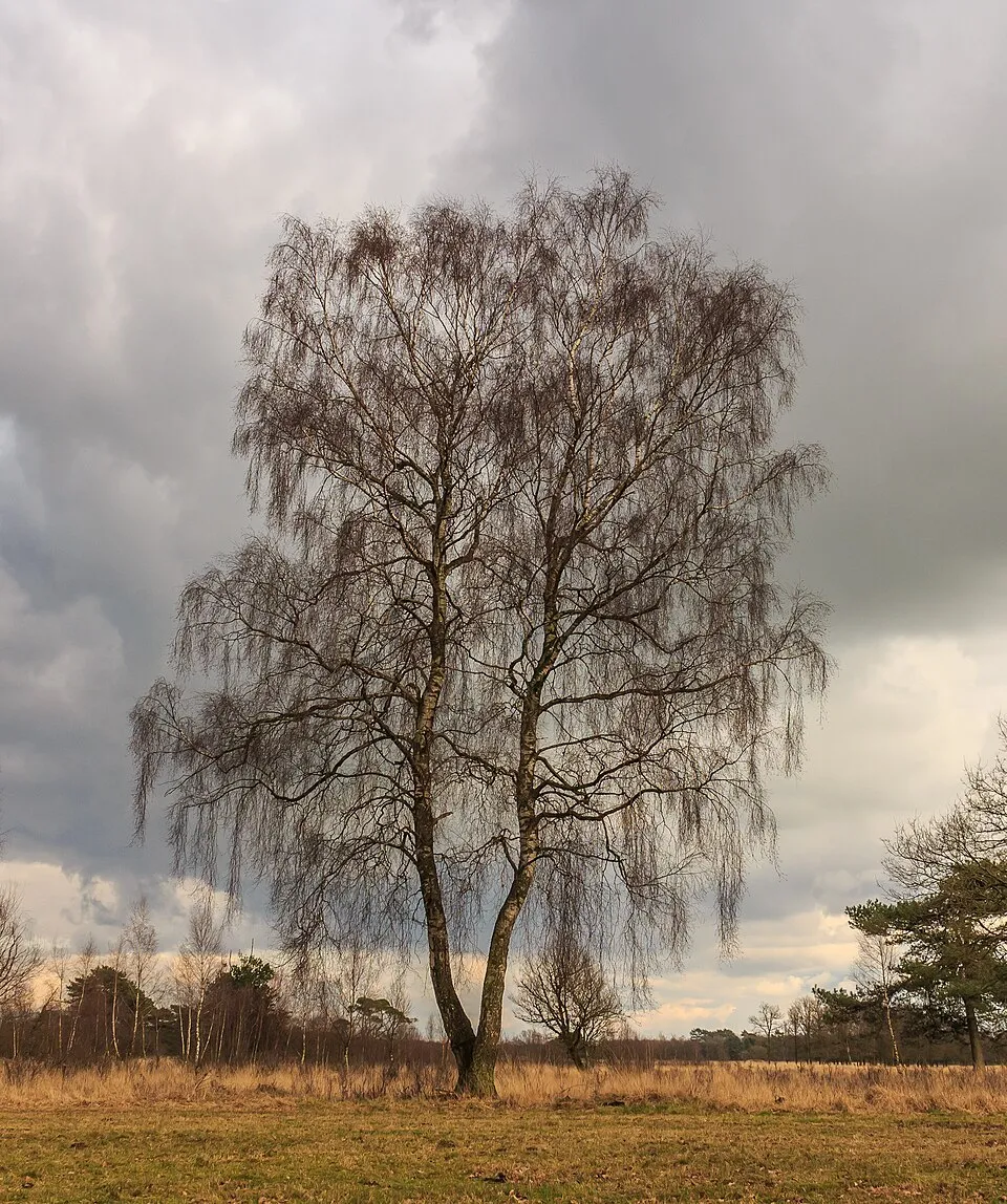 Közönséges nyír / Betula pendula