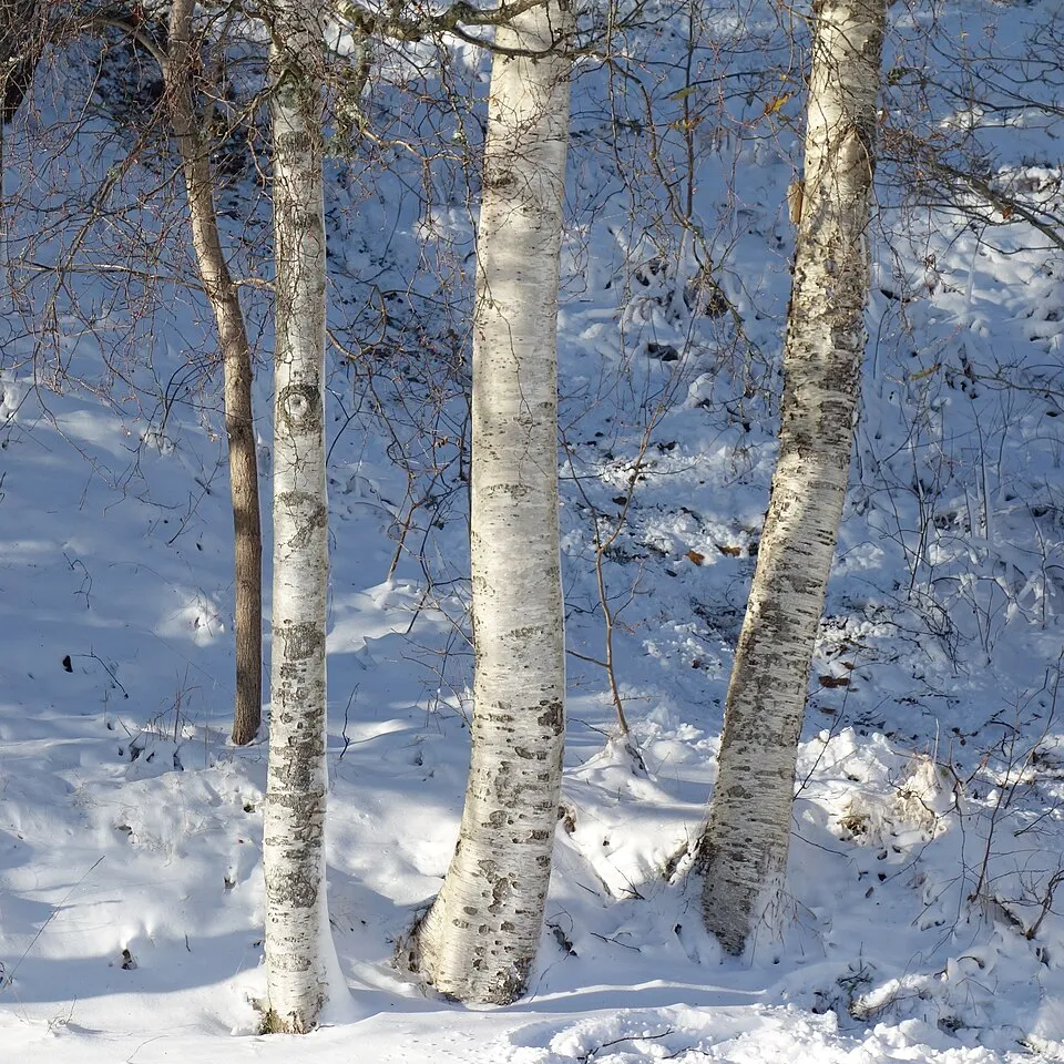Közönséges nyír / Betula pendula