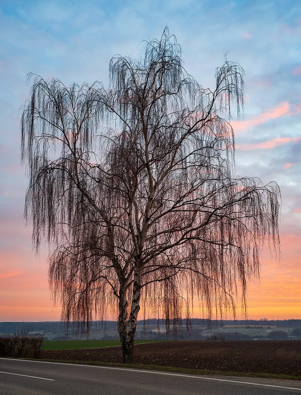 Közönséges nyír / Betula pendula