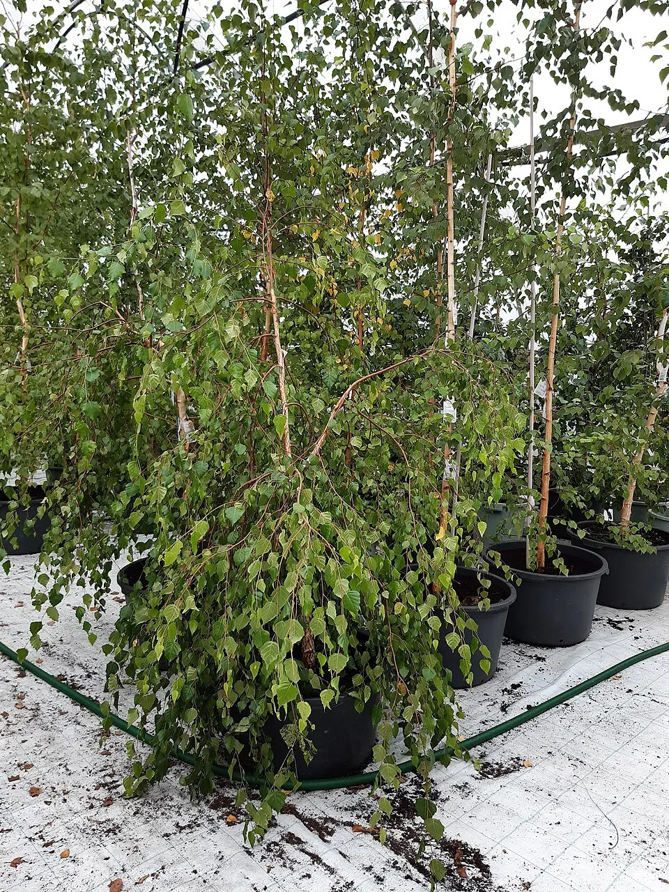 Közönséges nyír / Betula pendula