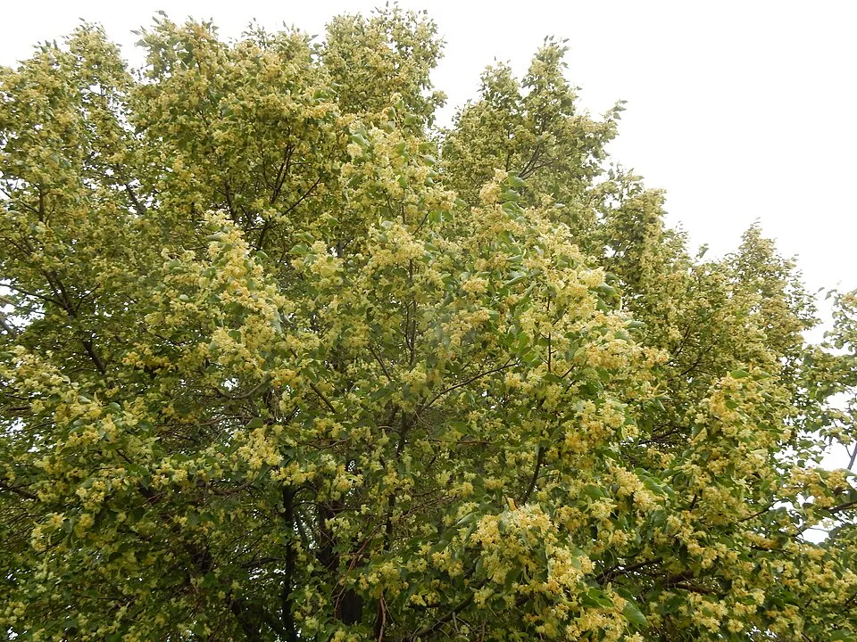 Kislevelű hárs / Tilia cordata 'Greenspire'