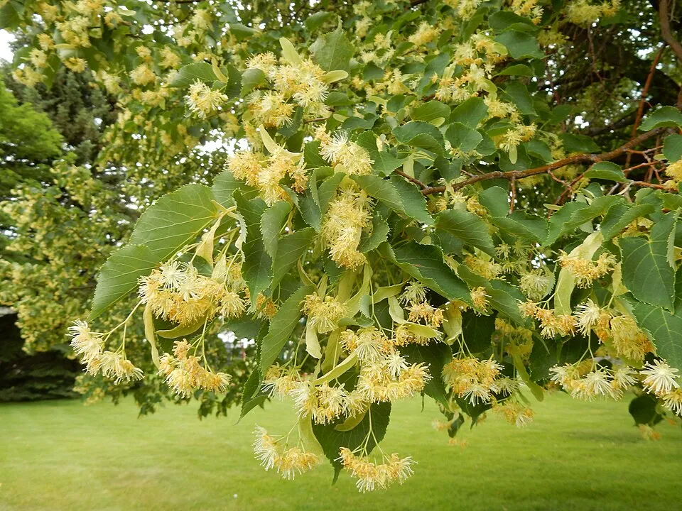 Kislevelű hárs / Tilia cordata 'Greenspire'