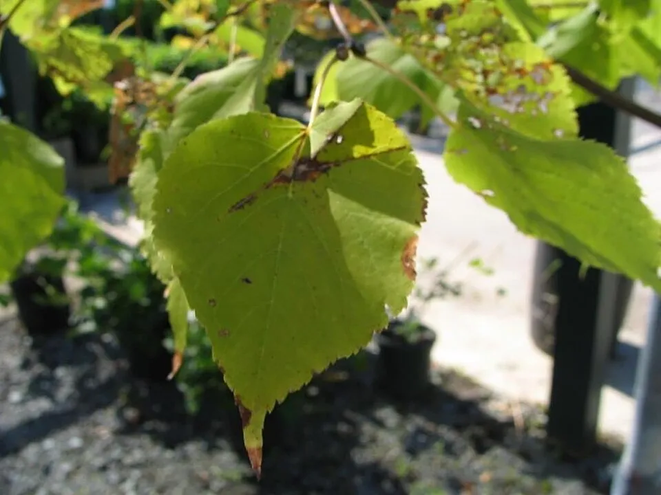 Kislevelű hárs / Tilia cordata 'Greenspire'