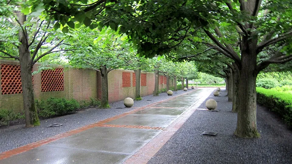 Kislevelű hárs / Tilia cordata 'Greenspire'