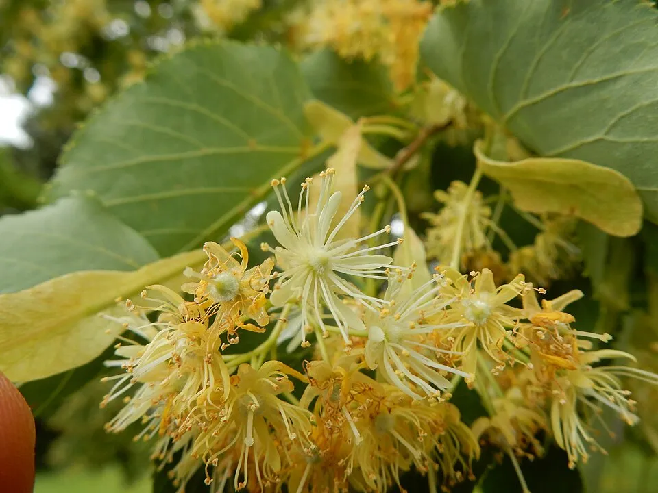 Kislevelű hárs / Tilia cordata 'Greenspire'