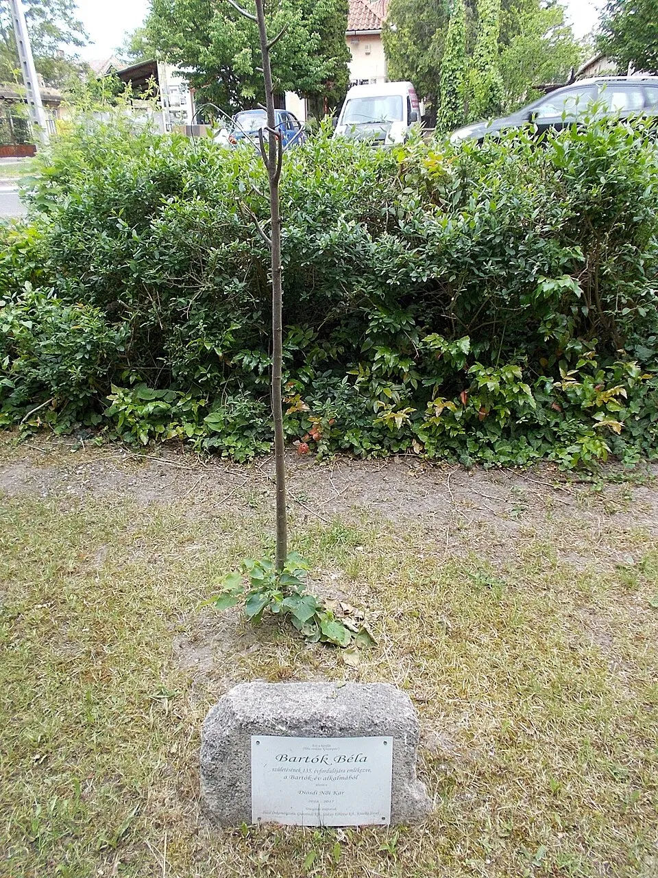 Kislevelű hárs / Tilia cordata 'Greenspire'