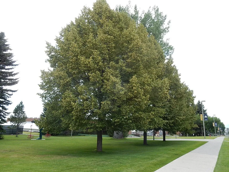 Kislevelű hárs / Tilia cordata 'Greenspire'