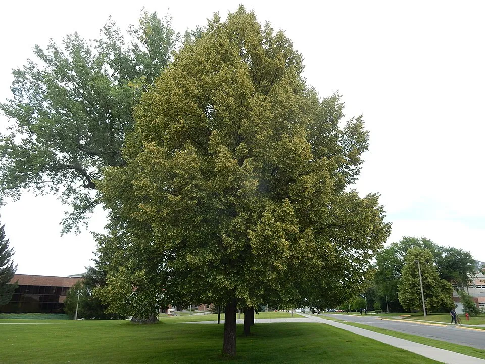 Kislevelű hárs / Tilia cordata 'Greenspire'