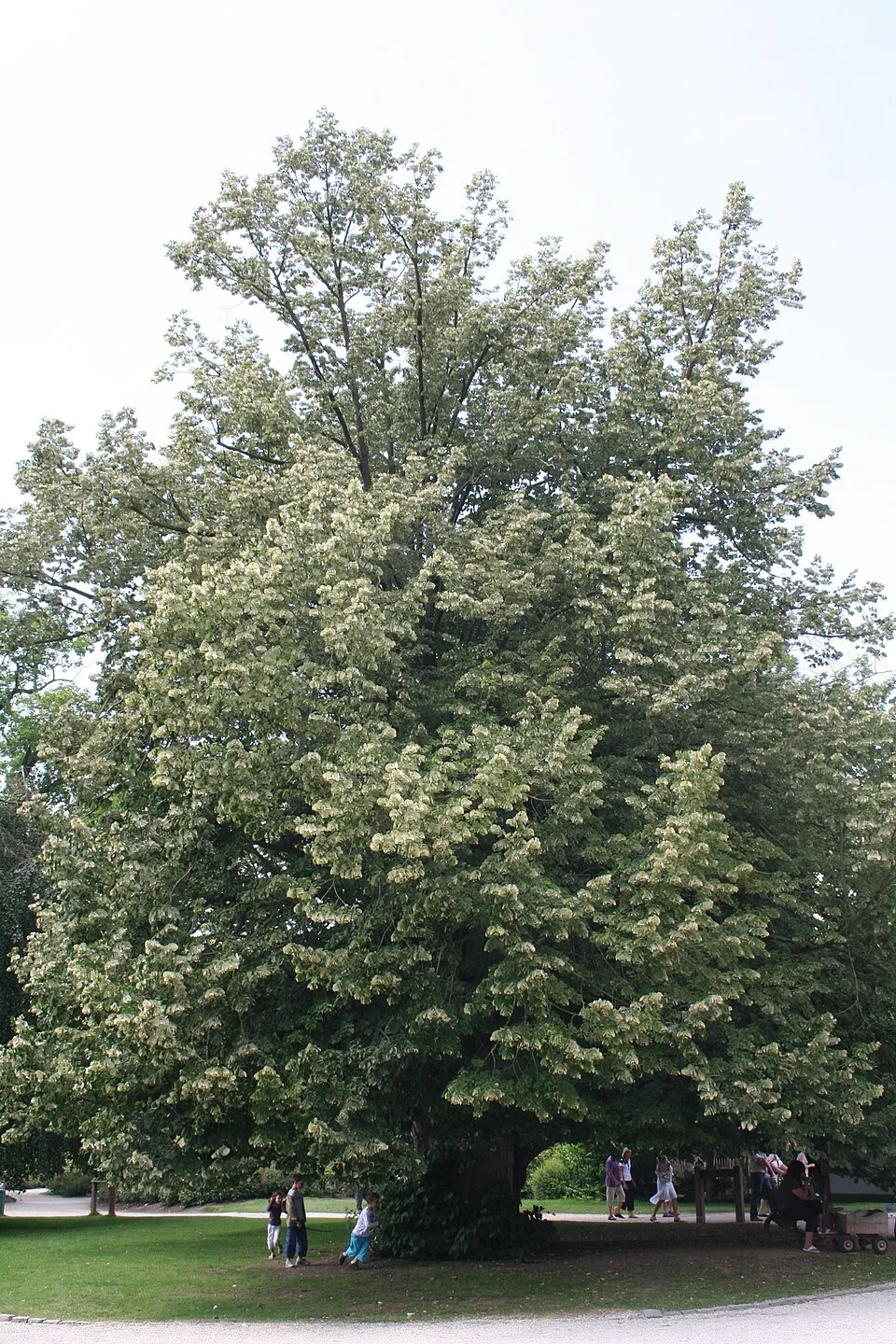 Ezüst hárs / Tilia tomentosa