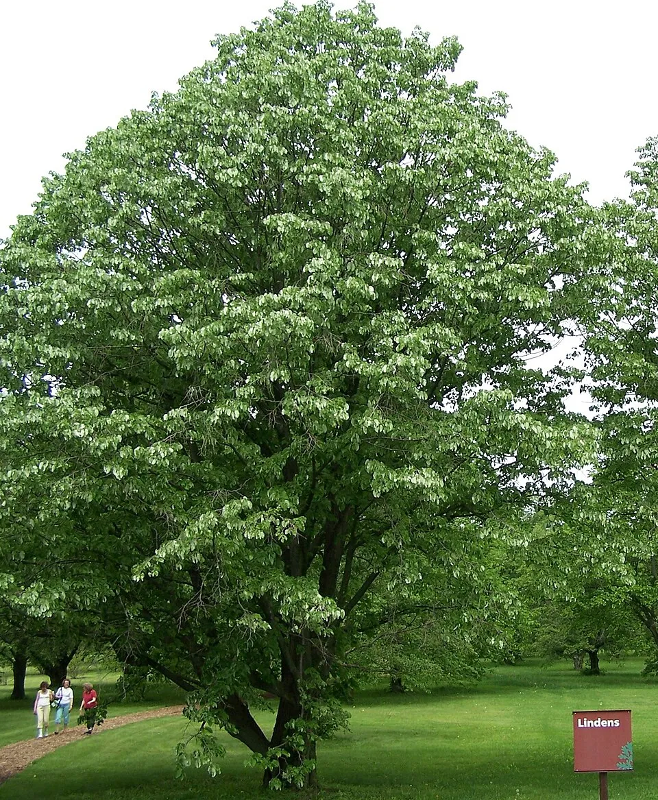 Ezüst hárs / Tilia tomentosa