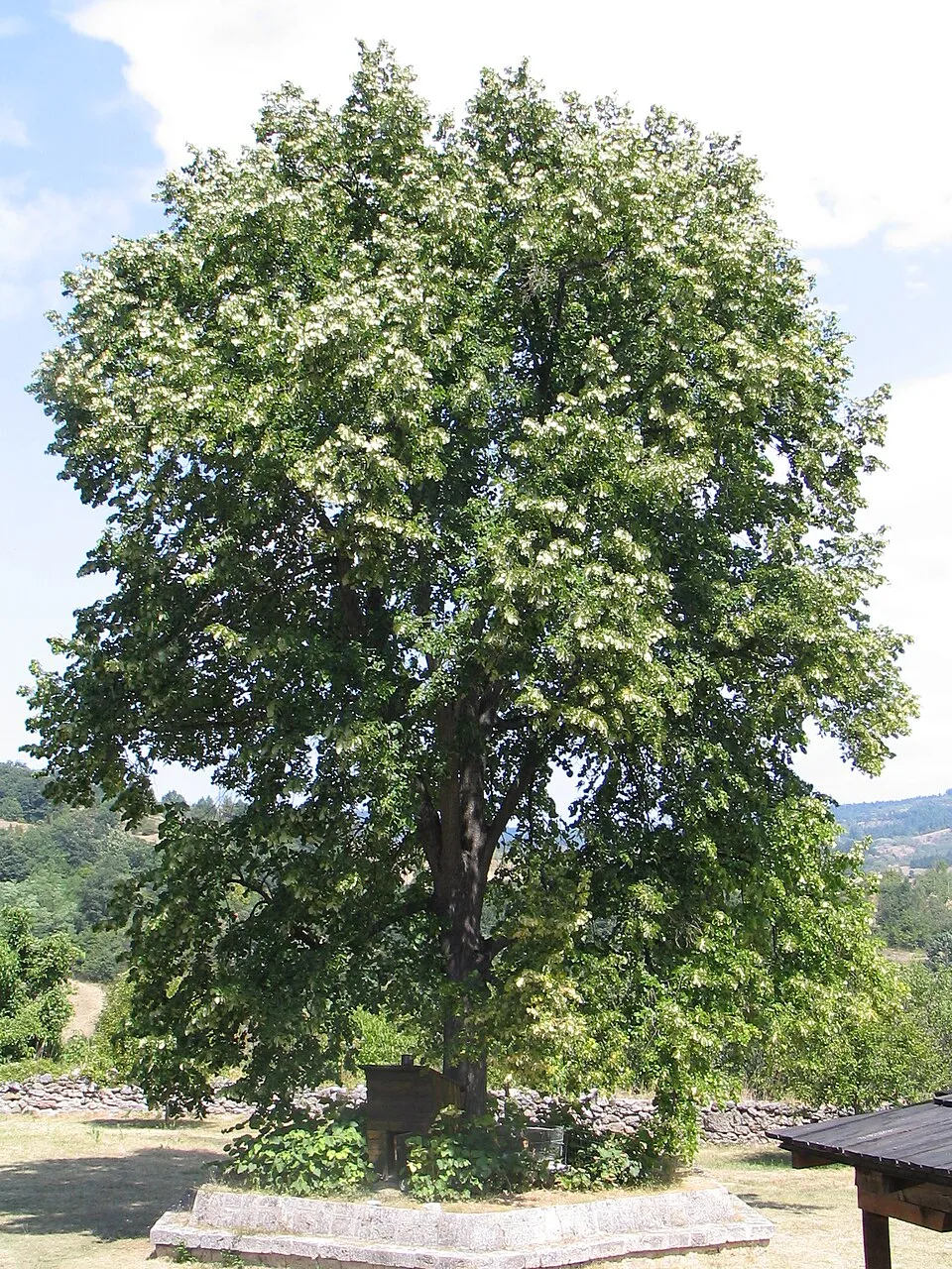 Ezüst hárs / Tilia tomentosa