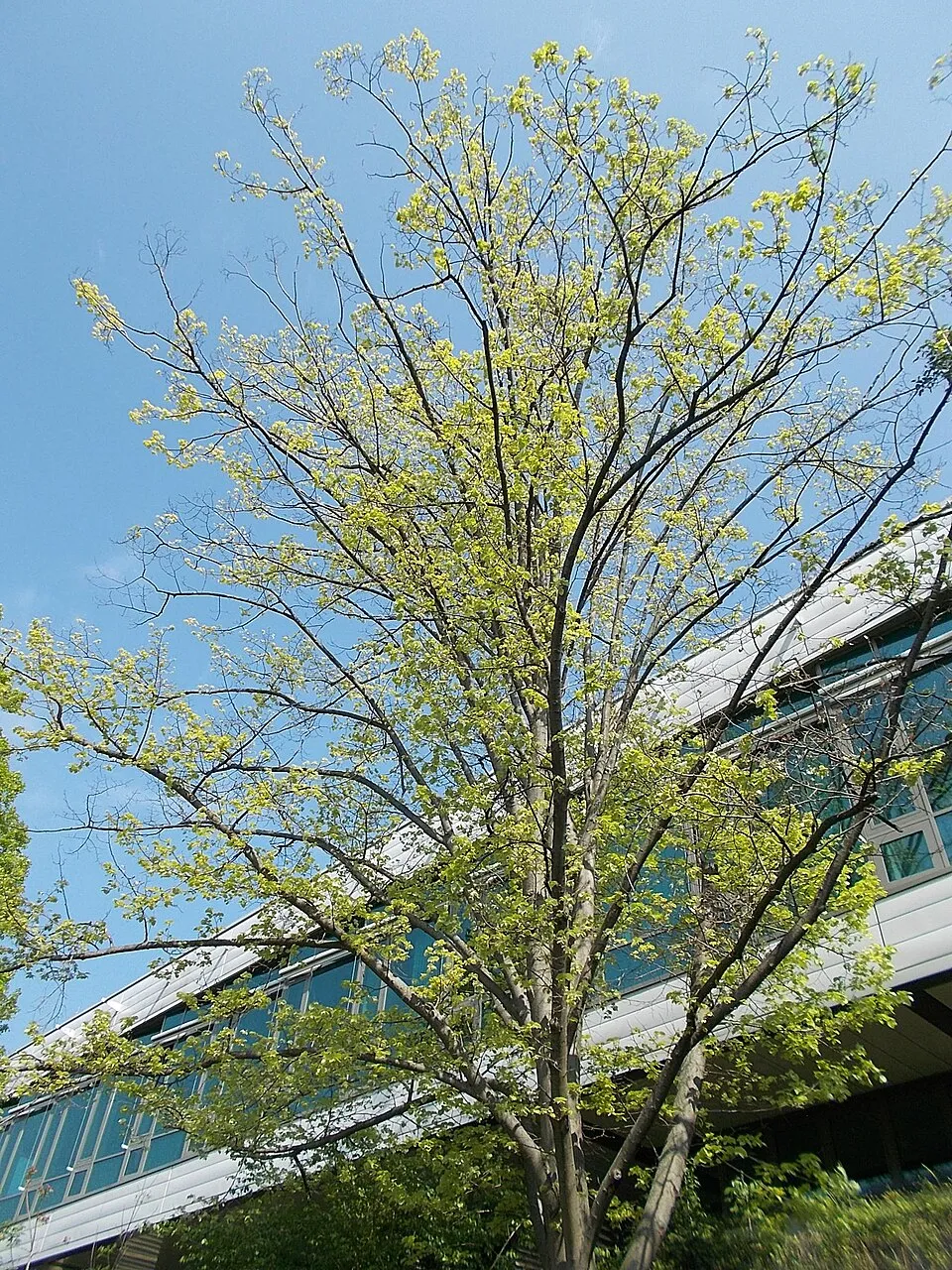 Ezüst hárs / Tilia tomentosa