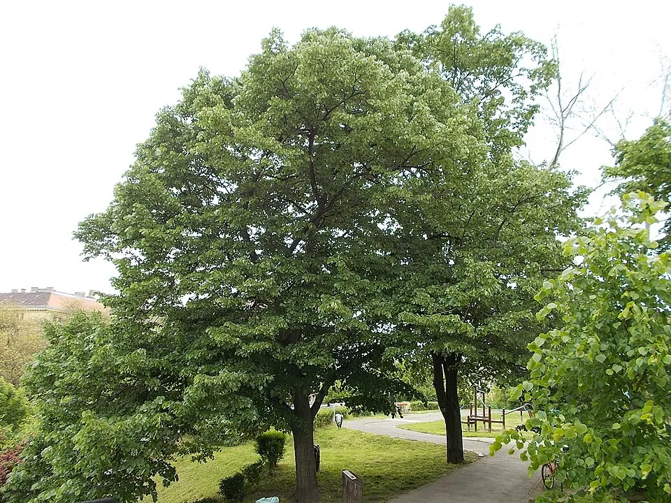 Ezüst hárs / Tilia tomentosa 'Szeleste'