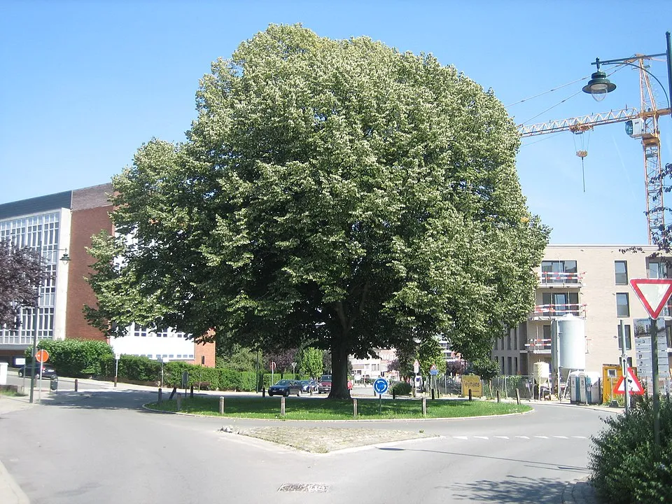 Ezüst hárs / Tilia tomentosa 'Szeleste'
