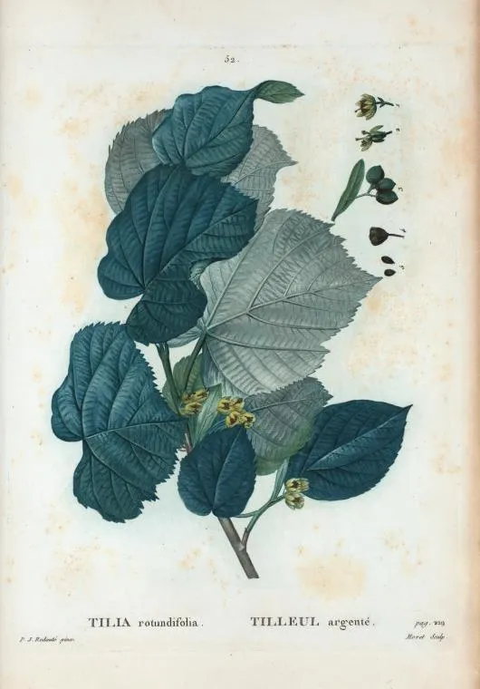 Ezüst hárs / Tilia tomentosa 'Szeleste'