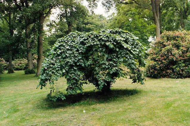 Csüngőágú szil / Ulmus glabra 'Camperdownii'