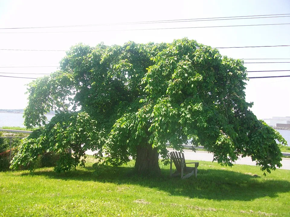 Csüngőágú szil / Ulmus glabra 'Camperdownii'