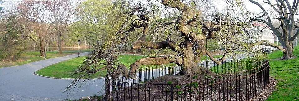 Csüngőágú szil / Ulmus glabra 'Camperdownii'