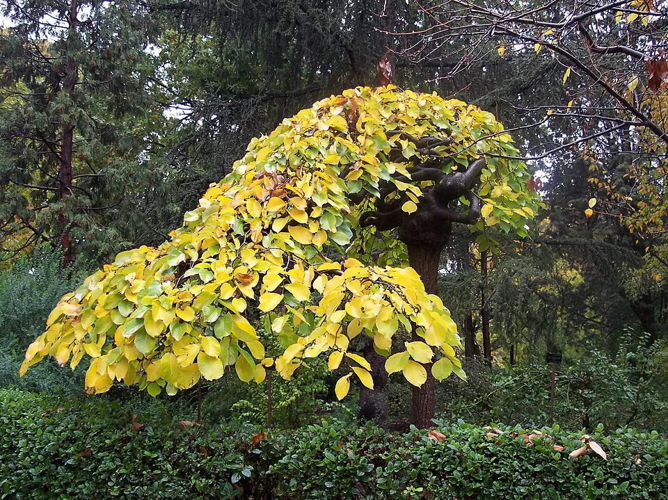 Csüngőágú szil / Ulmus glabra 'Camperdownii'