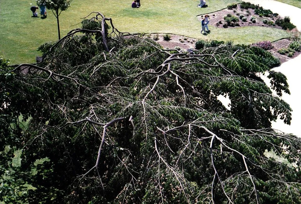 Csüngőágú szil / Ulmus glabra 'Camperdownii'