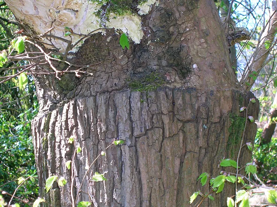 Csüngőágú szil / Ulmus glabra 'Camperdownii'
