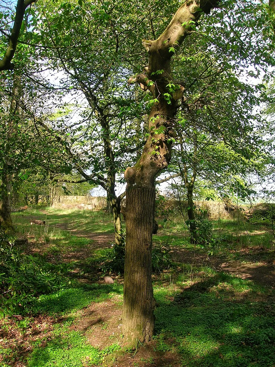 Csüngőágú szil / Ulmus glabra 'Camperdownii'