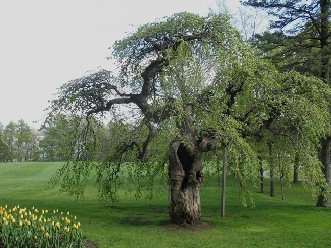 Csüngőágú szil / Ulmus glabra 'Camperdownii'