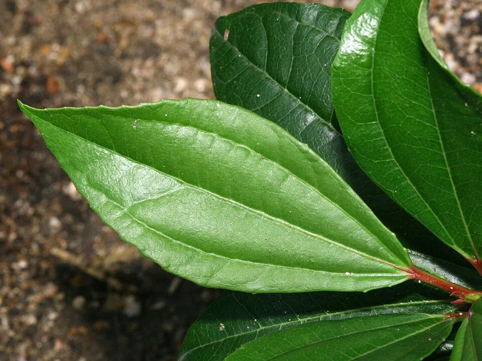 Örökzöld bangita / Viburnum davidii