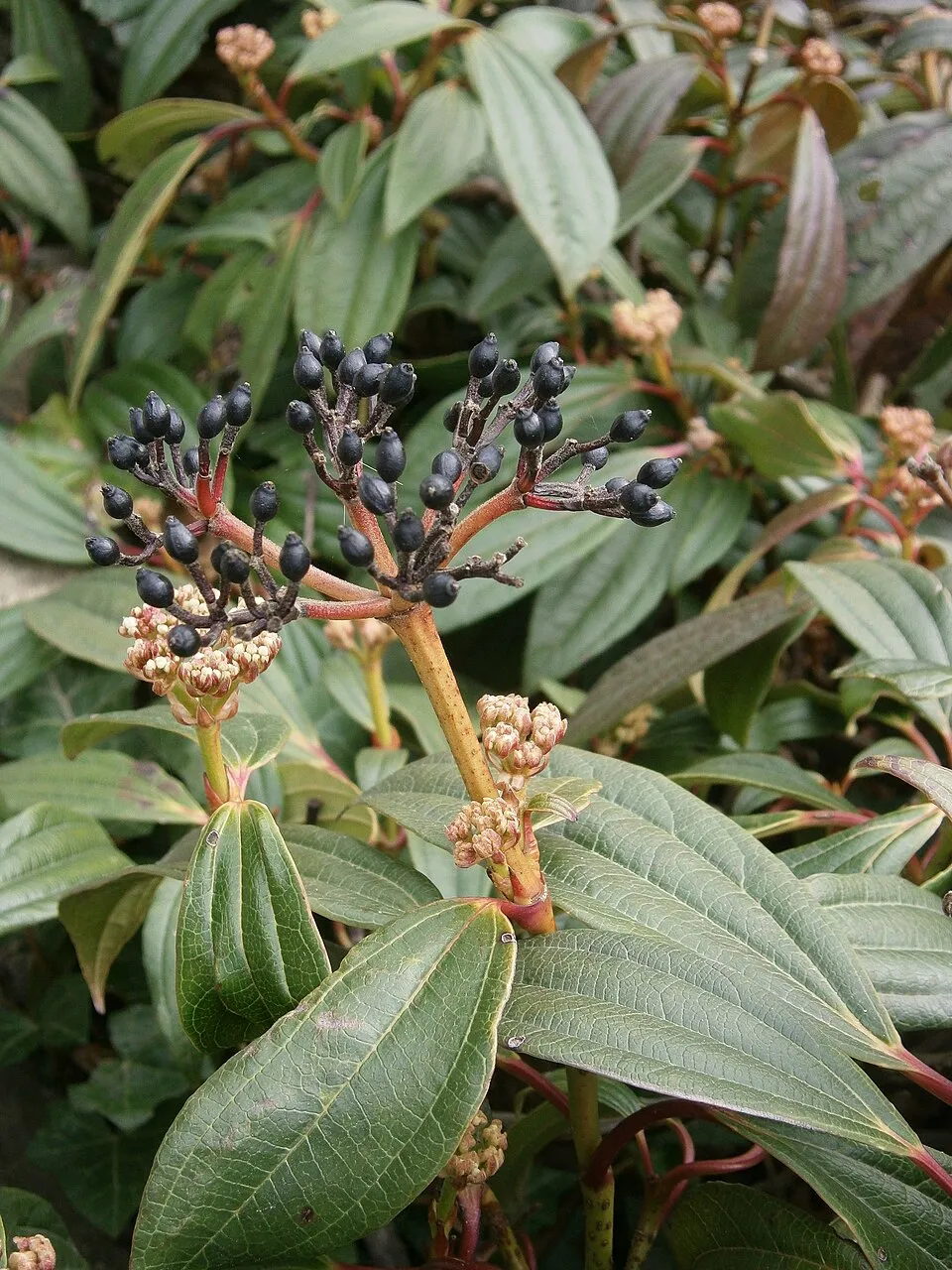 Örökzöld bangita / Viburnum davidii