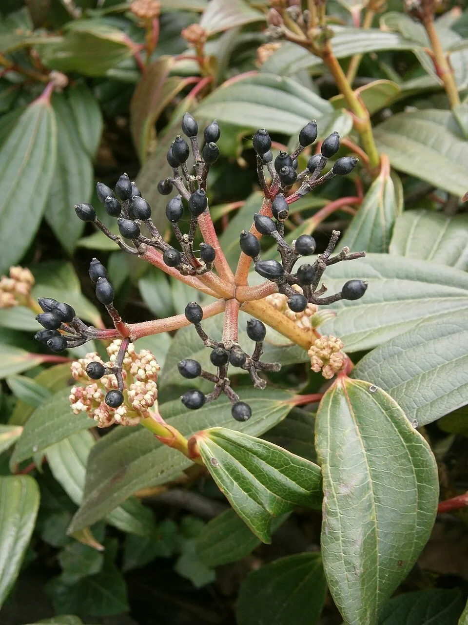 Örökzöld bangita / Viburnum davidii