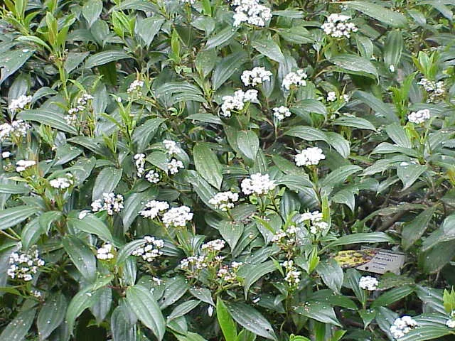 Örökzöld bangita / Viburnum davidii