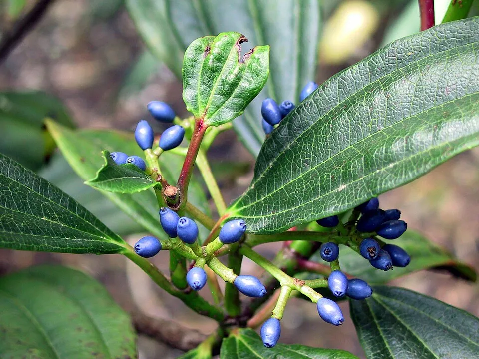 Örökzöld bangita / Viburnum davidii