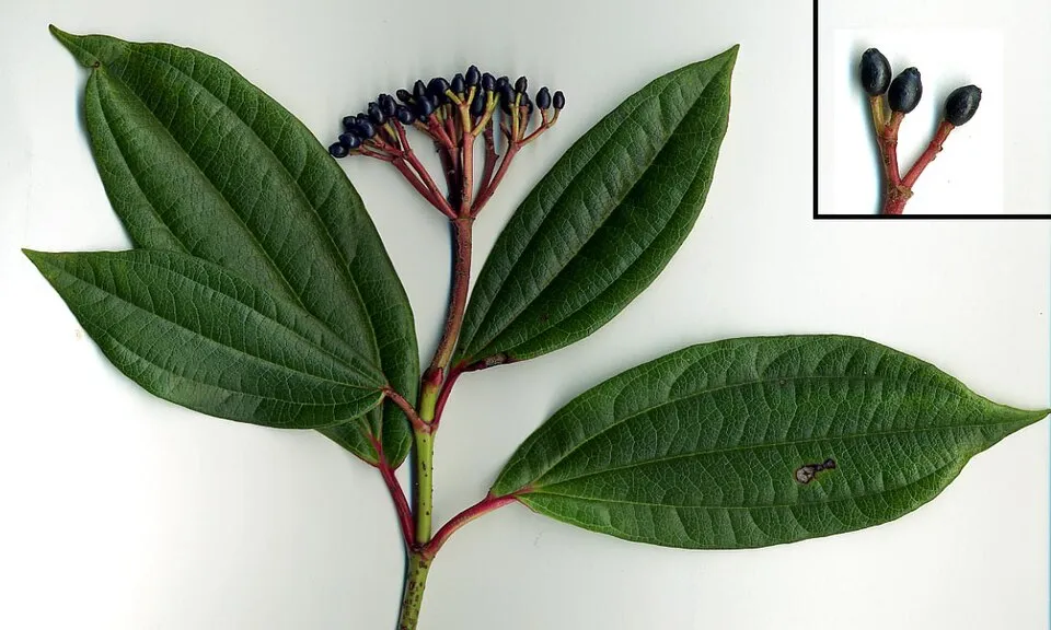 Örökzöld bangita / Viburnum davidii