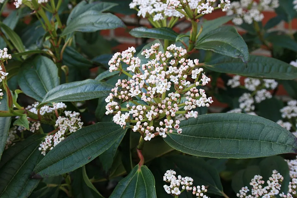 Örökzöld bangita / Viburnum davidii