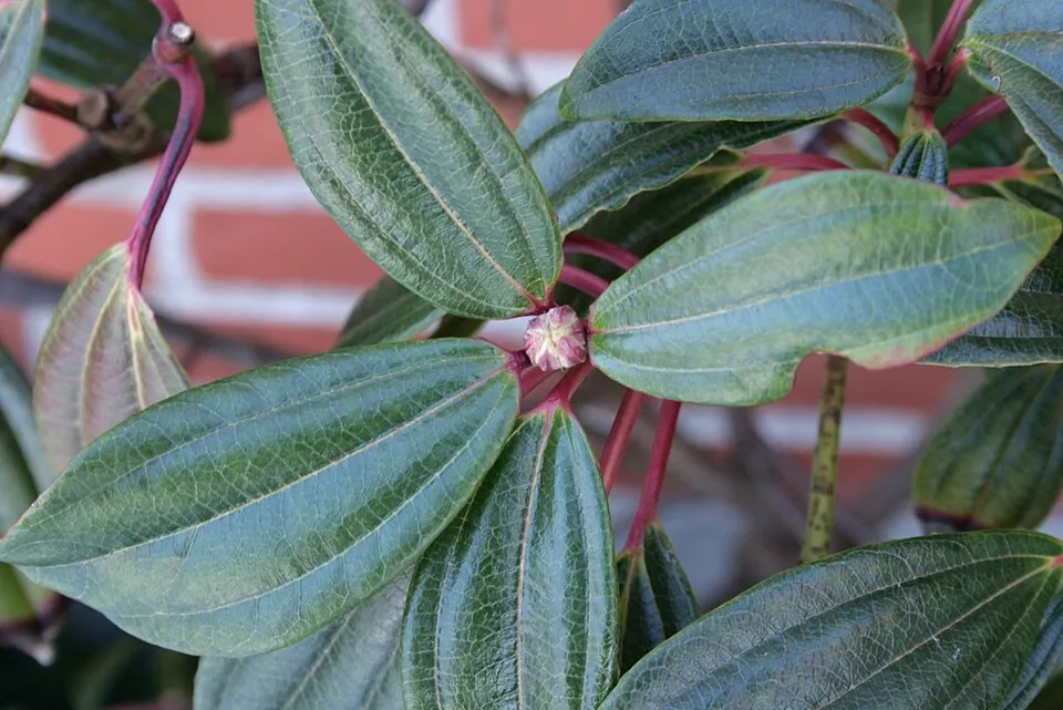 Örökzöld bangita / Viburnum davidii