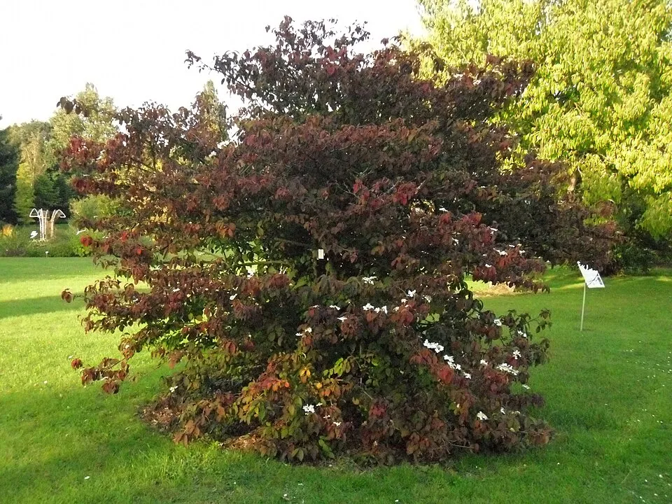 Örökzöld bangita / Viburnum davidii
