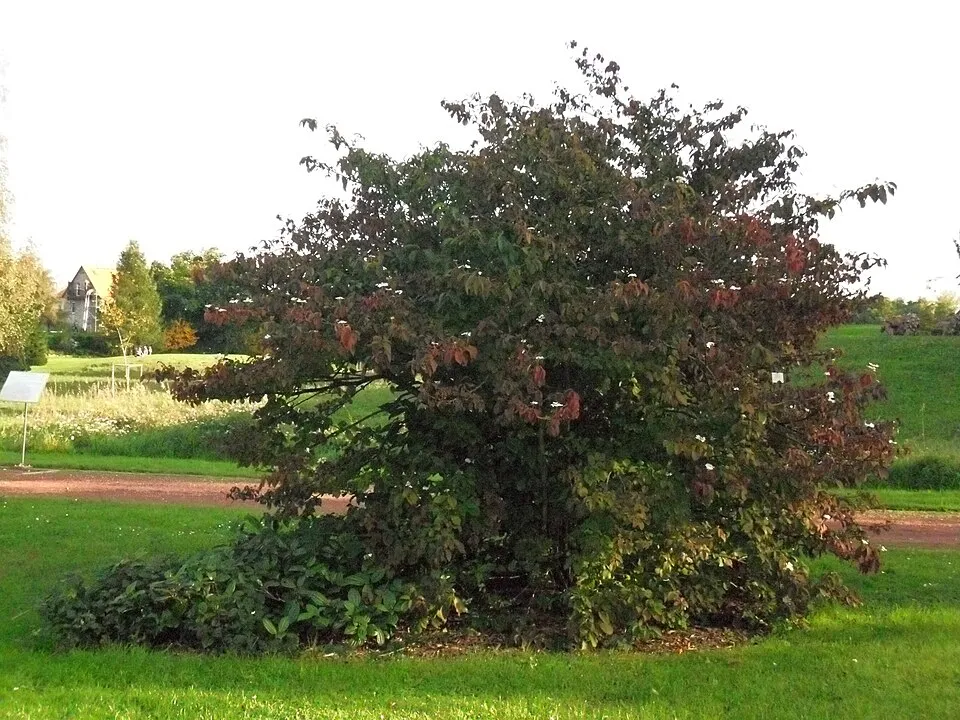 Örökzöld bangita / Viburnum davidii