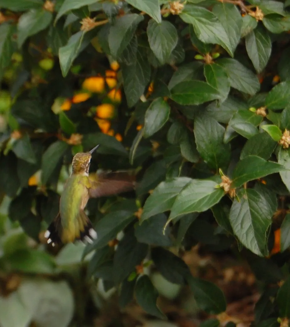 Hólabda bangita / Viburnum 'Eskimo'