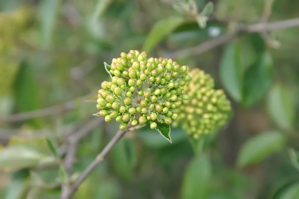Hólabda bangita / Viburnum 'Eskimo'