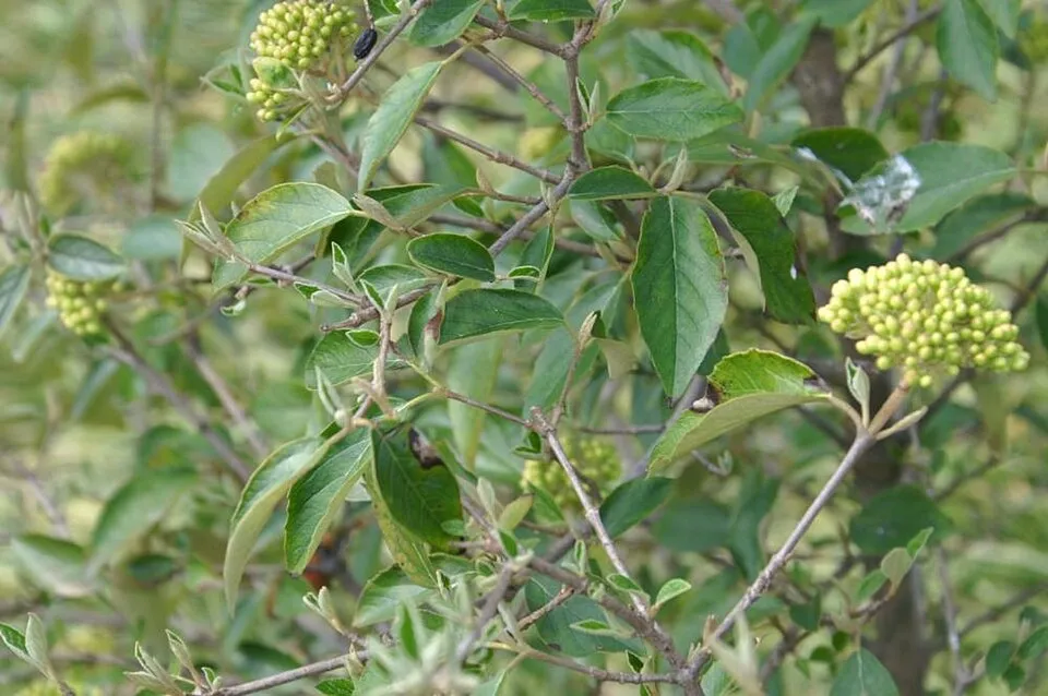 Hólabda bangita / Viburnum 'Eskimo'