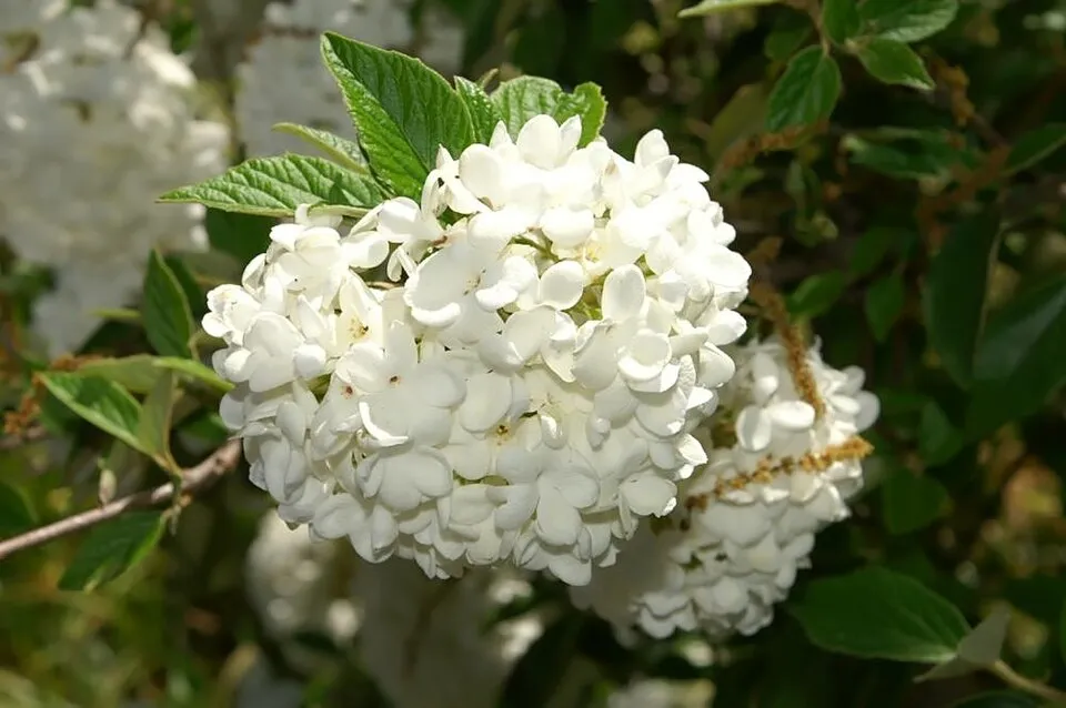 Hólabda bangita / Viburnum 'Eskimo'